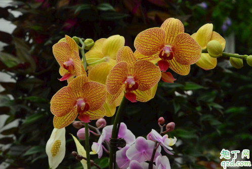 君子兰蝴蝶兰哪个好养 养蝴蝶兰需注意哪些事项