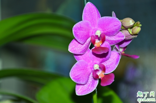 蝴蝶兰好养活吗 新买的蝴蝶兰怎么养护