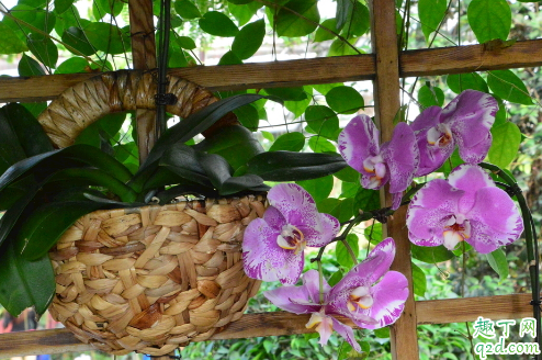 蝴蝶兰老烂根是怎么回事 蝴蝶兰老烂根怎么解决