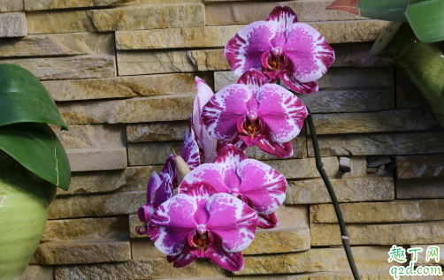 蝴蝶兰老烂根是怎么回事 蝴蝶兰老烂根怎么解决