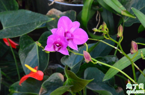 蝴蝶兰室内养能行吗 蝴蝶兰怎样养花开旺盛