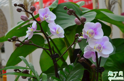 蝴蝶兰室内养能行吗 蝴蝶兰怎样养花开旺盛