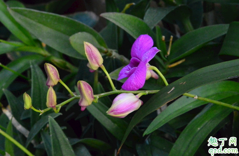 蝴蝶兰室内养能行吗 蝴蝶兰怎样养花开旺盛