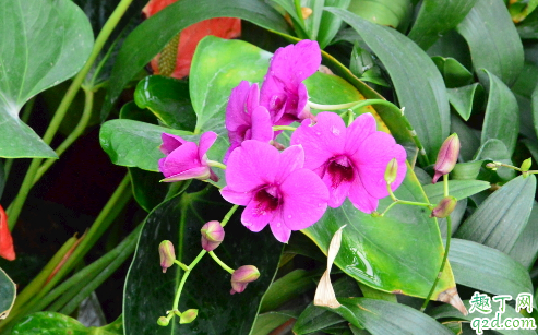 蝴蝶兰花蕾干枯是什么原因 蝴蝶兰花蕾干枯怎么解决