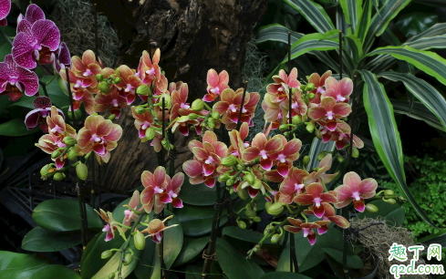 蝴蝶兰开花的时候可以施肥吗 蝴蝶兰怎么施肥好