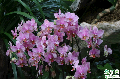 蝴蝶兰开花的时候可以施肥吗 蝴蝶兰怎么施肥好