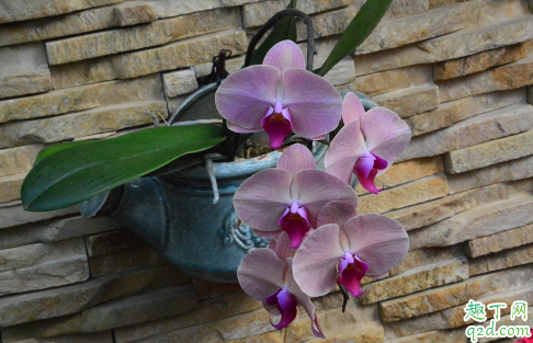 蝴蝶兰开花的时候可以施肥吗 蝴蝶兰怎么施肥好