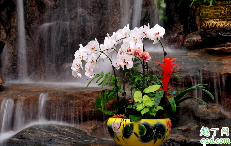 蝴蝶兰的花期是什么时候 蝴蝶兰养多久才能开花