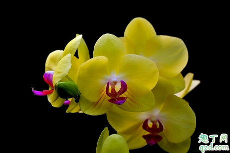 蝴蝶兰的花期是什么时候 蝴蝶兰养多久才能开花