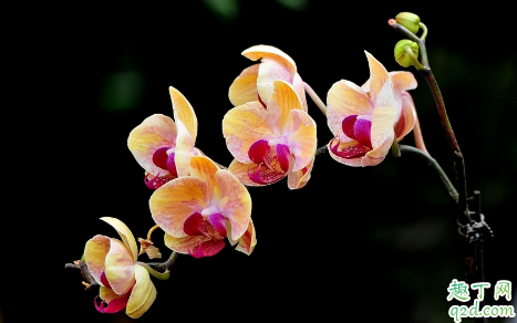 蝴蝶兰的花期是什么时候 蝴蝶兰养多久才能开花