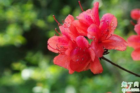 映山红冬天怕冻吗 映山红冬季怎么养护