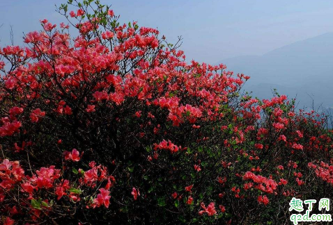 映山红冬天怕冻吗 映山红冬季怎么养护