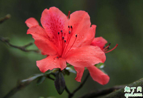 映山红冬天怕冻吗 映山红冬季怎么养护