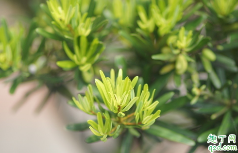 罗汉松深盆养好还是浅盆养好 什么花盆养罗汉松最合适