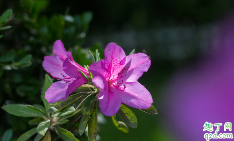 杜鹃花深盆养好还是浅盆养好 杜鹃花冬季花期怎样养