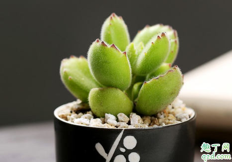 熊童子爪子不红正常吗 熊童子怎么样爪子才是红的