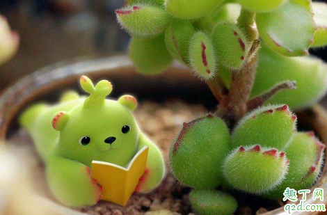 熊童子爪子不红正常吗 熊童子怎么样爪子才是红的