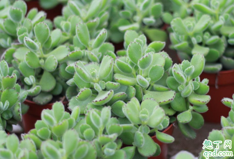 熊童子爪子不红正常吗 熊童子怎么样爪子才是红的