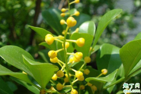 米兰冬季掉叶怎么回事 浇水过多会导致米兰掉叶吗