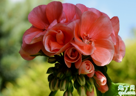 天竺葵老烂根是怎么回事 天竺葵烂根了怎么补救