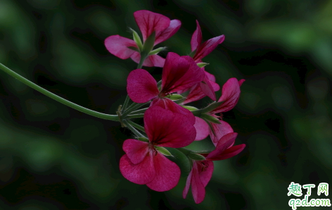 天竺葵老烂根是怎么回事 天竺葵烂根了怎么补救