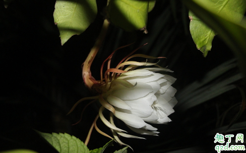 昙花杆子需要修剪吗 修剪昙花杆子哪些是要注意的