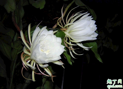 昙花杆子需要修剪吗 修剪昙花杆子哪些是要注意的