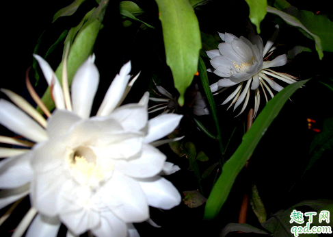 昙花杆子需要修剪吗 修剪昙花杆子哪些是要注意的