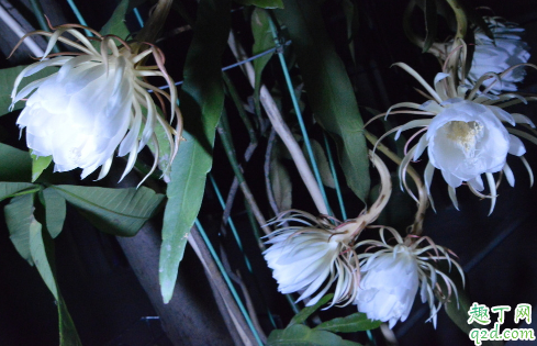 昙花不能养在家里吗 在家养昙花放哪里合适