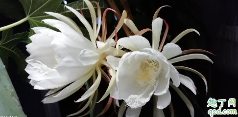 昙花深盆养好还是浅盆养好 养昙花哪些是要注意的