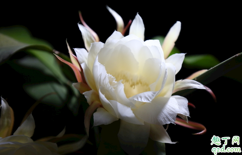 昙花深盆养好还是浅盆养好 养昙花哪些是要注意的