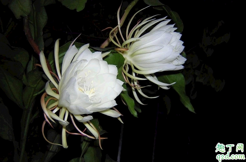 昙花叶子干枯是什么原因 昙花叶子干枯怎么补救