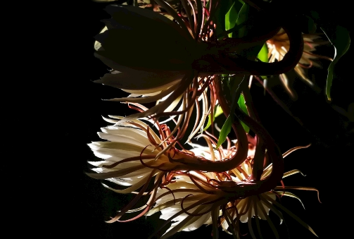 昙花叶子干枯是什么原因 昙花叶子干枯怎么补救