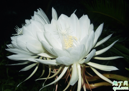 昙花叶子干枯是什么原因 昙花叶子干枯怎么补救