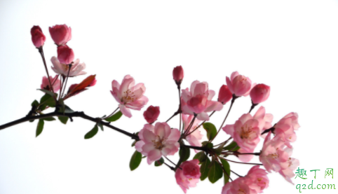 海棠放在室内好还是室外好 海棠花春季适合用什么肥料