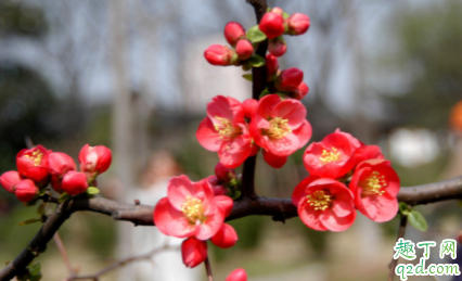 海棠放在室内好还是室外好 海棠花春季适合用什么肥料