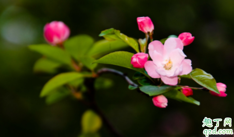 海棠放在室内好还是室外好 海棠花春季适合用什么肥料