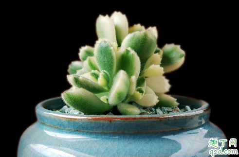 多肉熊童子能不能叶插 多肉熊童子怎么叶插成活率高