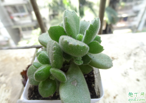 多肉熊童子能不能叶插 多肉熊童子怎么叶插成活率高