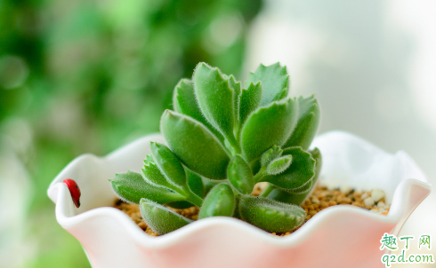 多肉熊童子能不能叶插 多肉熊童子怎么叶插成活率高