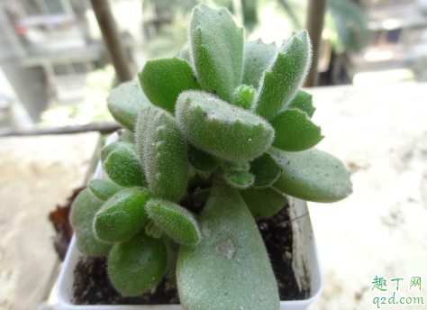 熊童子叶子老发黄是怎么回事 熊童子叶子发黄怎么解决