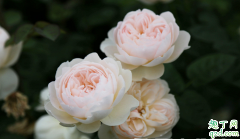 月季土常期湿润好吗 月季需要常浇水吗