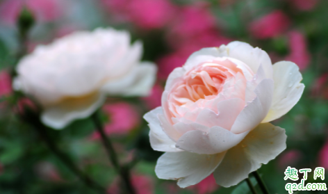 冬天嫁接月季发芽了怎么办 月季冬季发芽成活率高吗