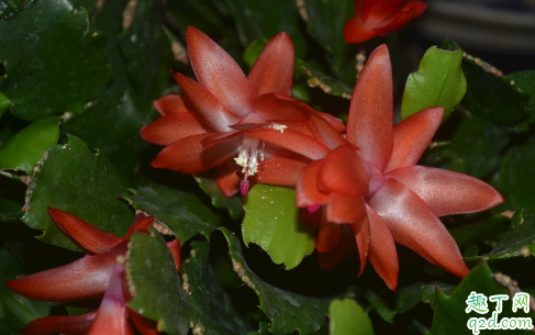 蟹爪兰有花苞能施肥吗 蟹爪兰有花苞施什么肥好