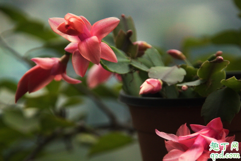 蟹爪兰能耐多少度低温 蟹爪兰冬季怎么养才能过冬