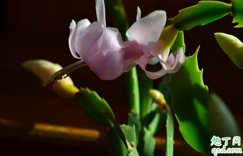 蟹爪兰能耐多少度低温 蟹爪兰冬季怎么养才能过冬