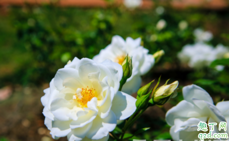 冬季月季发芽如何提高空气湿度 月季发芽如何进行浇水养护