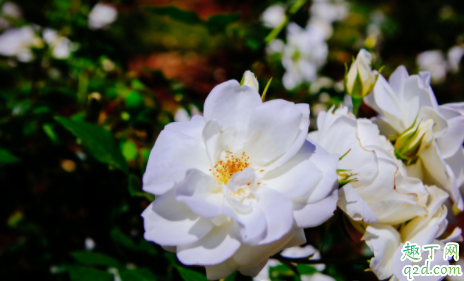 冬季月季发芽如何提高空气湿度 月季发芽如何进行浇水养护