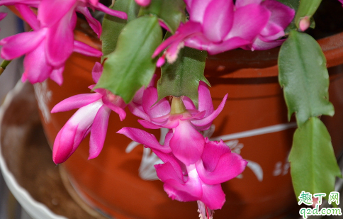 蟹爪兰叶子发软变薄是怎么回事 蟹爪兰叶子发软还能扦插吗