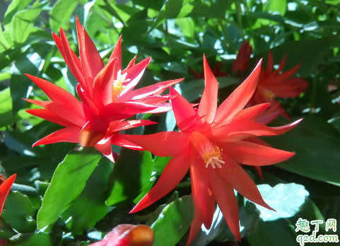 蟹爪兰叶子发软变薄是怎么回事 蟹爪兰叶子发软还能扦插吗